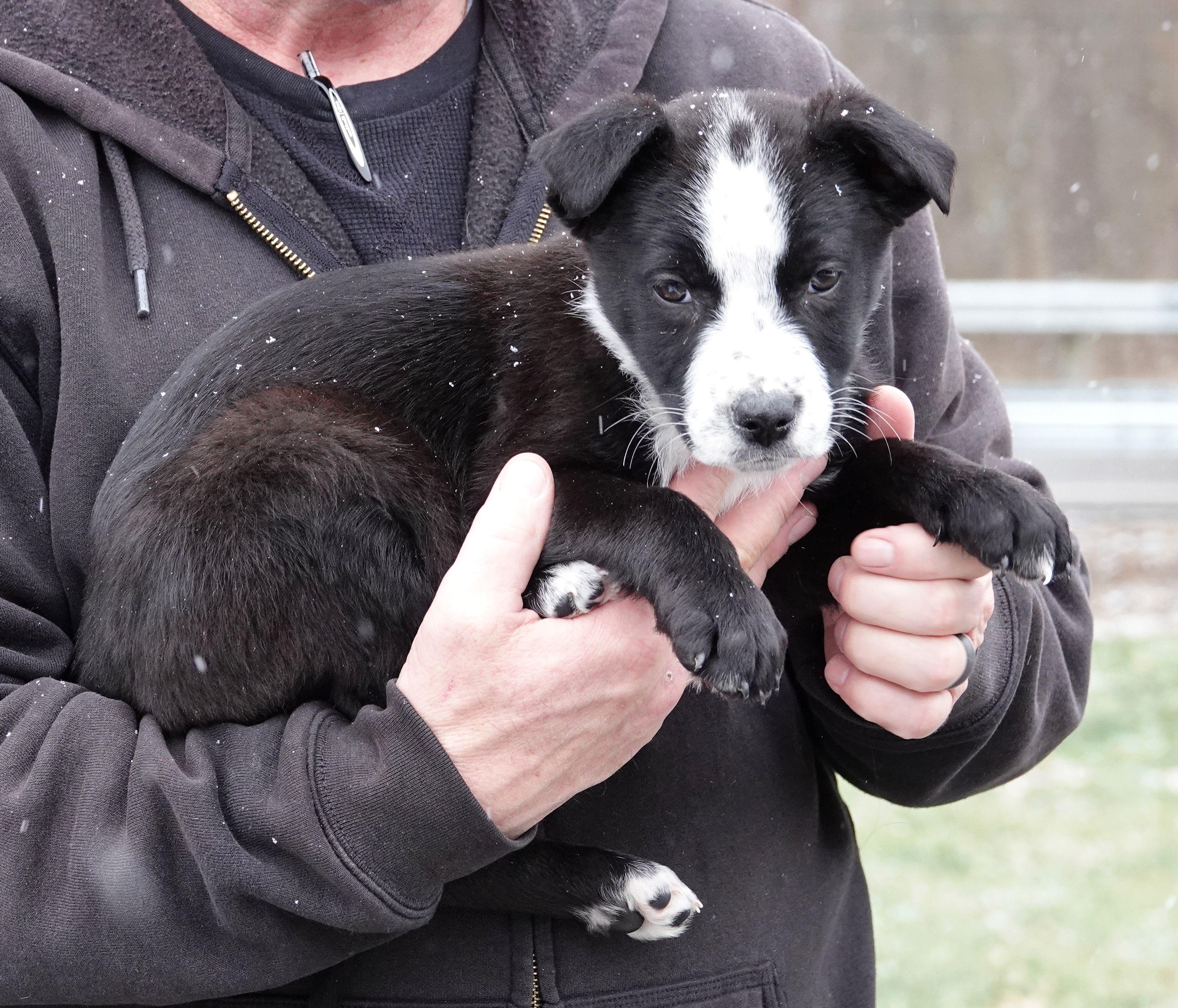 Enlarge Smokey - RESCUED , an adoption pending mixed breed in Millfield, OH image 2/3