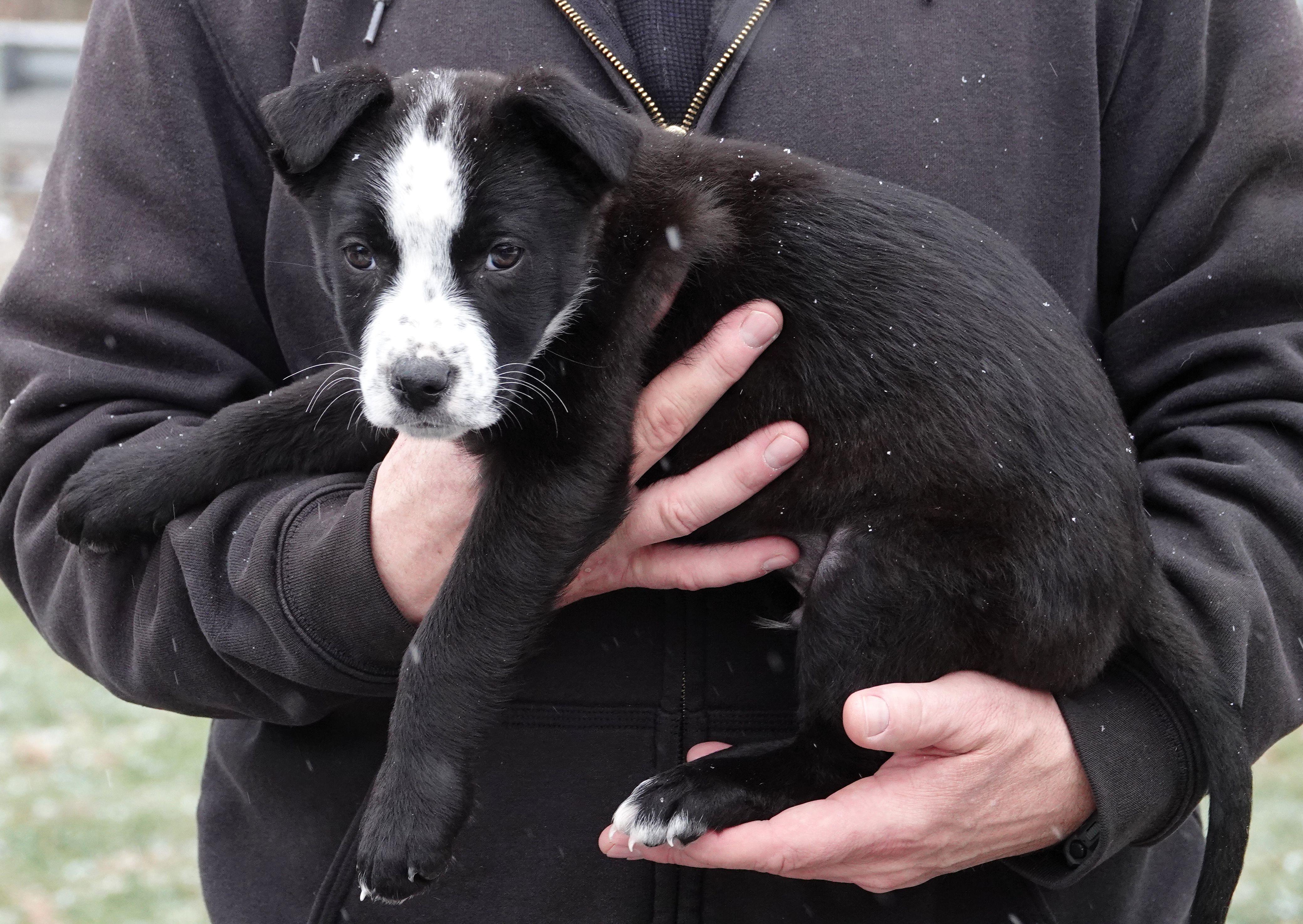 Enlarge Smokey - RESCUED , an adoption pending mixed breed in Millfield, OH image 3/3