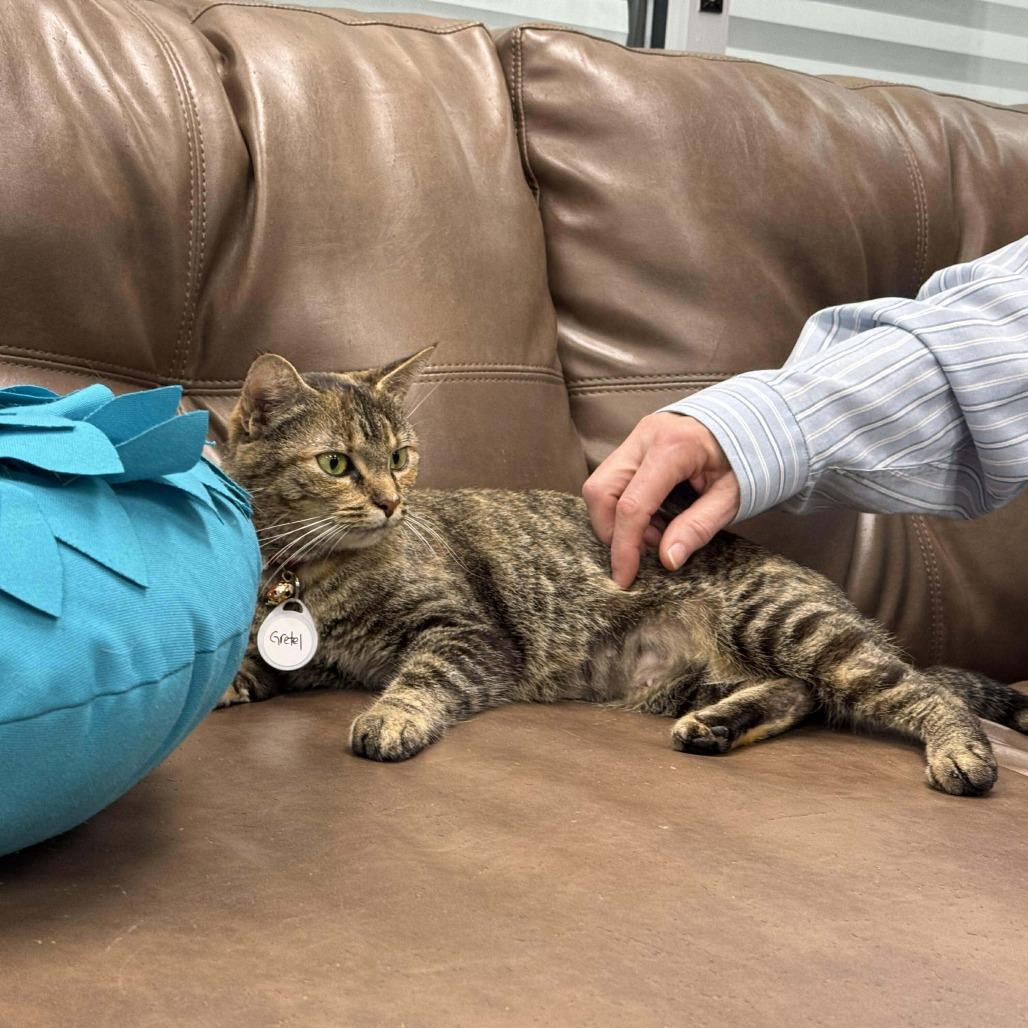 Enlarge Gretel, a Adoptable Domestic Short Hair in Huntsville, AL image 1/4