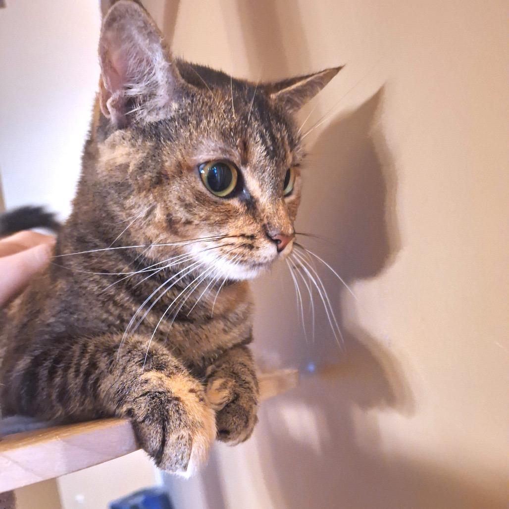 Enlarge Gretel, a Adoptable Domestic Short Hair in Huntsville, AL image 2/4