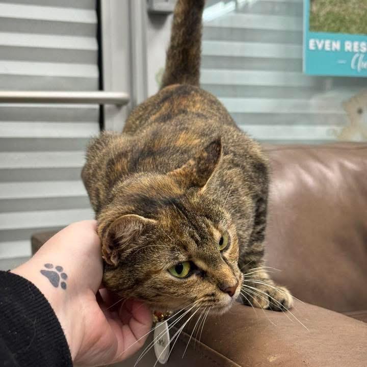 Enlarge Gretel, a Adoptable Domestic Short Hair in Huntsville, AL image 3/4