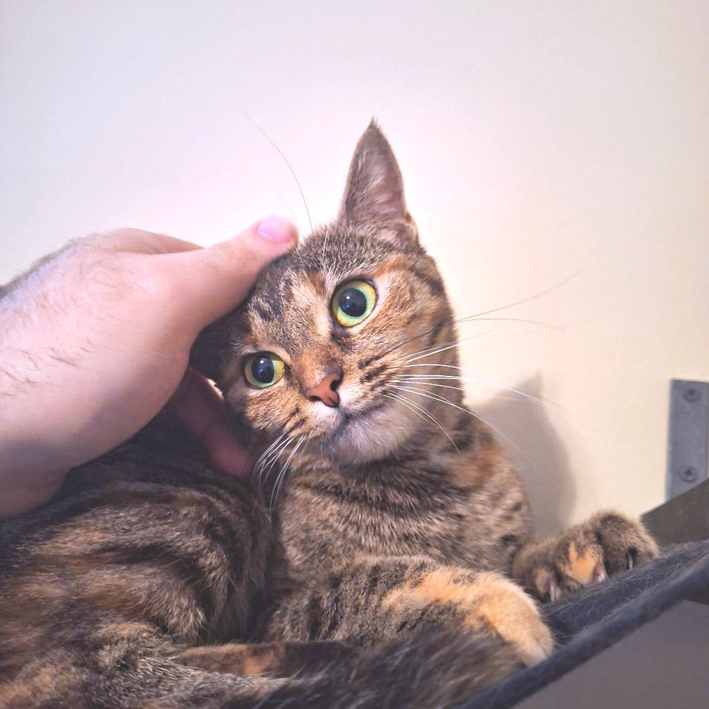 Enlarge Gretel, a Adoptable Domestic Short Hair in Huntsville, AL image 4/4