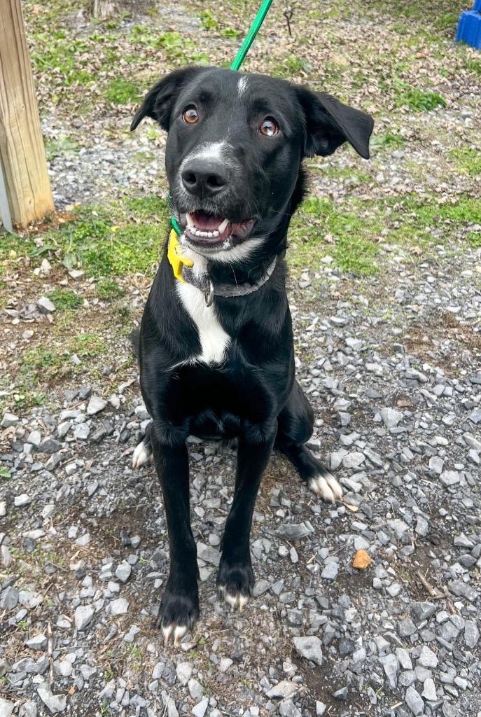 Eeyore, Adoptable, Young Male Mixed Breed.