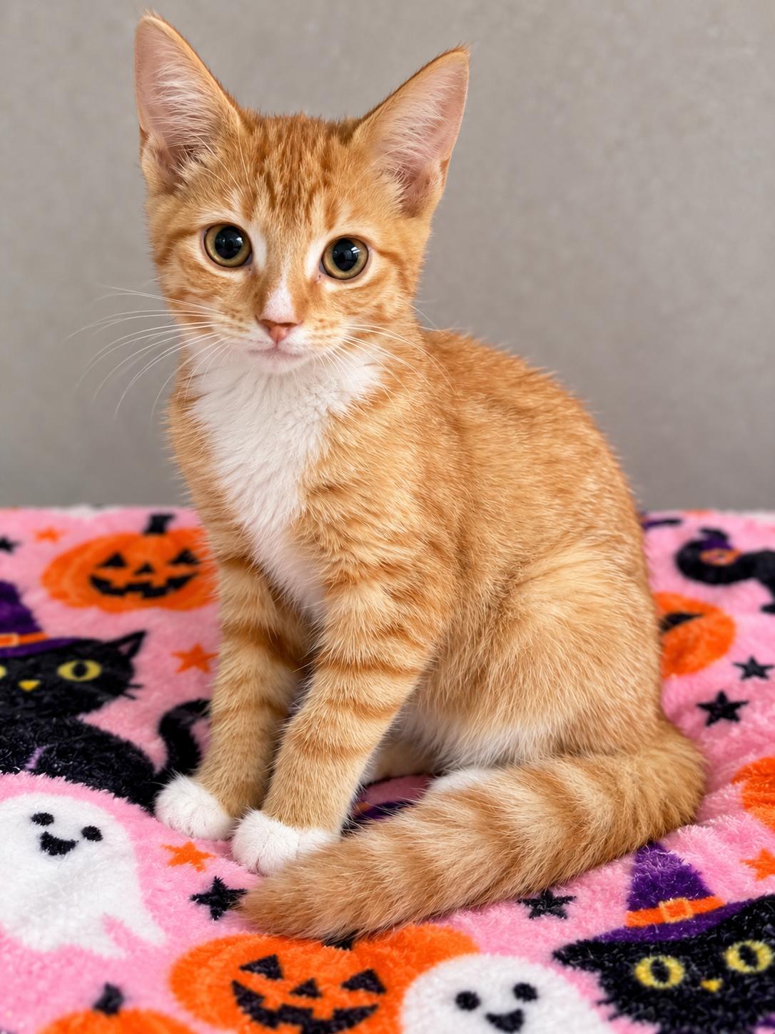 Enlarge Taffy, a Adopted Domestic Short Hair in Englewood, FL image 2/4
