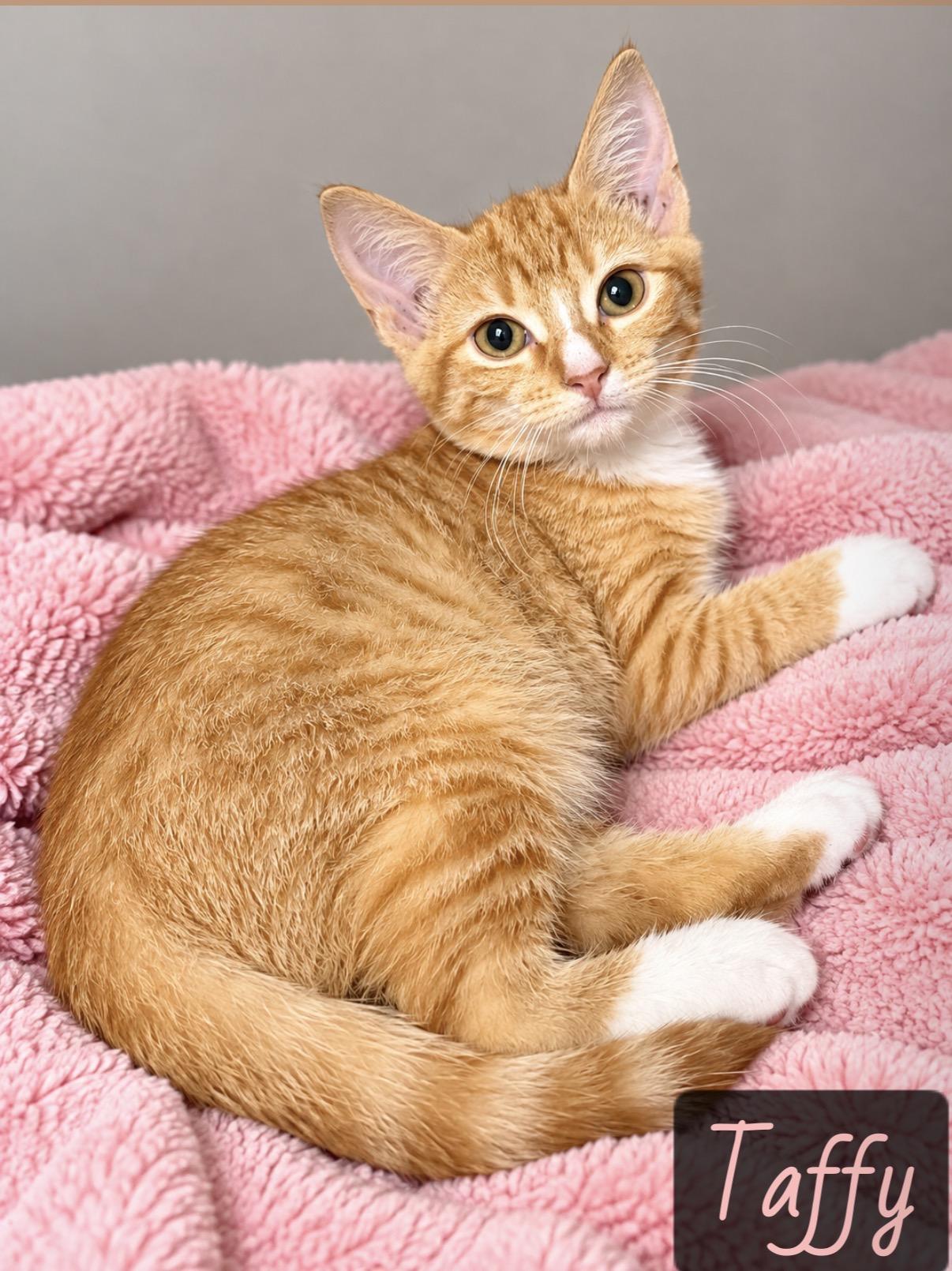 Enlarge Taffy, a Adopted Domestic Short Hair in Englewood, FL image 1/4