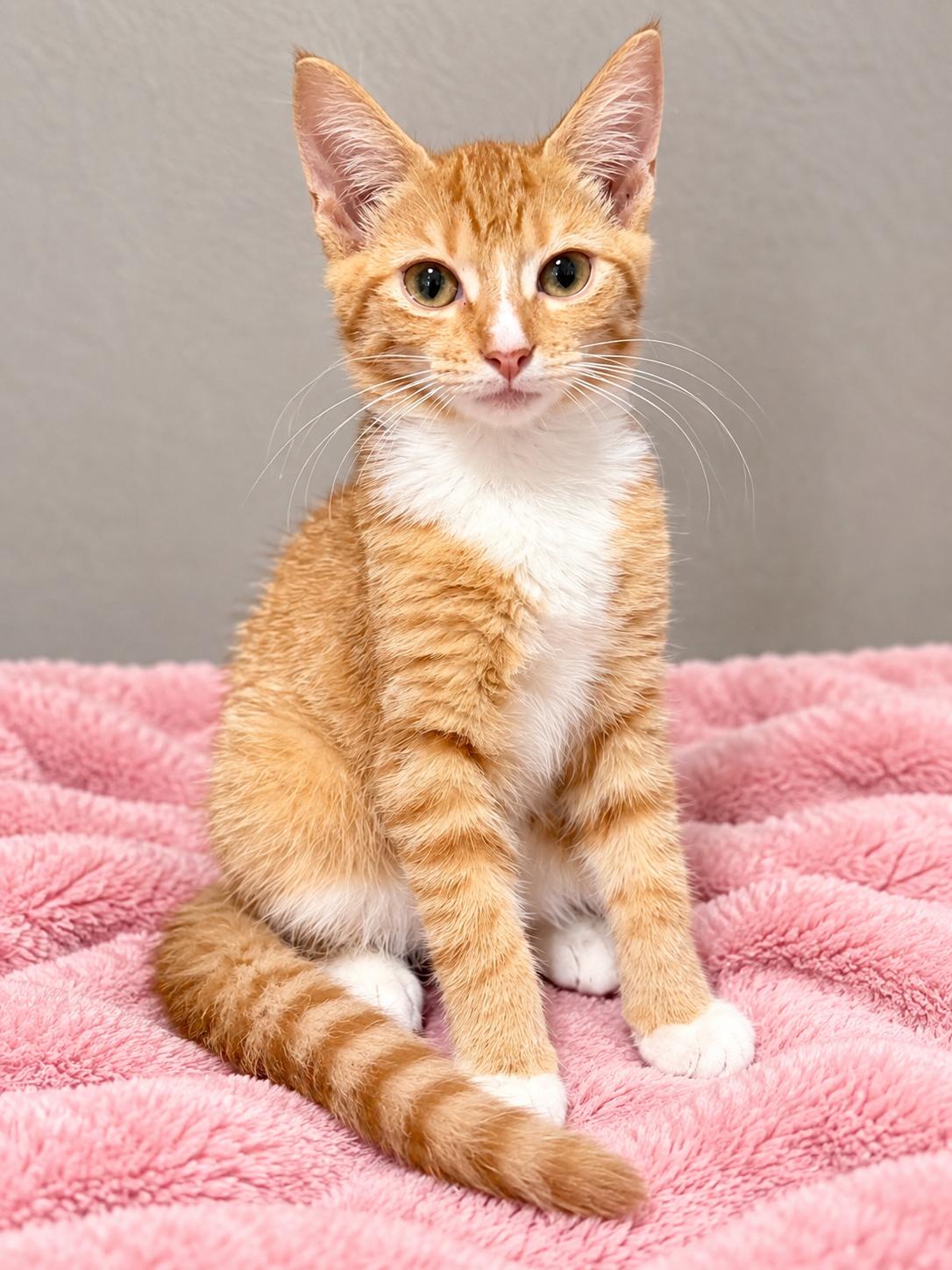 Enlarge Taffy, a Adopted Domestic Short Hair in Englewood, FL image 3/4