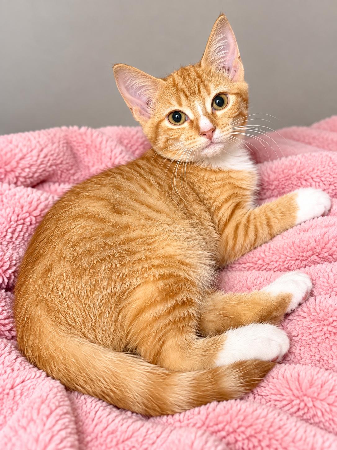Enlarge Taffy, a Adopted Domestic Short Hair in Englewood, FL image 4/4