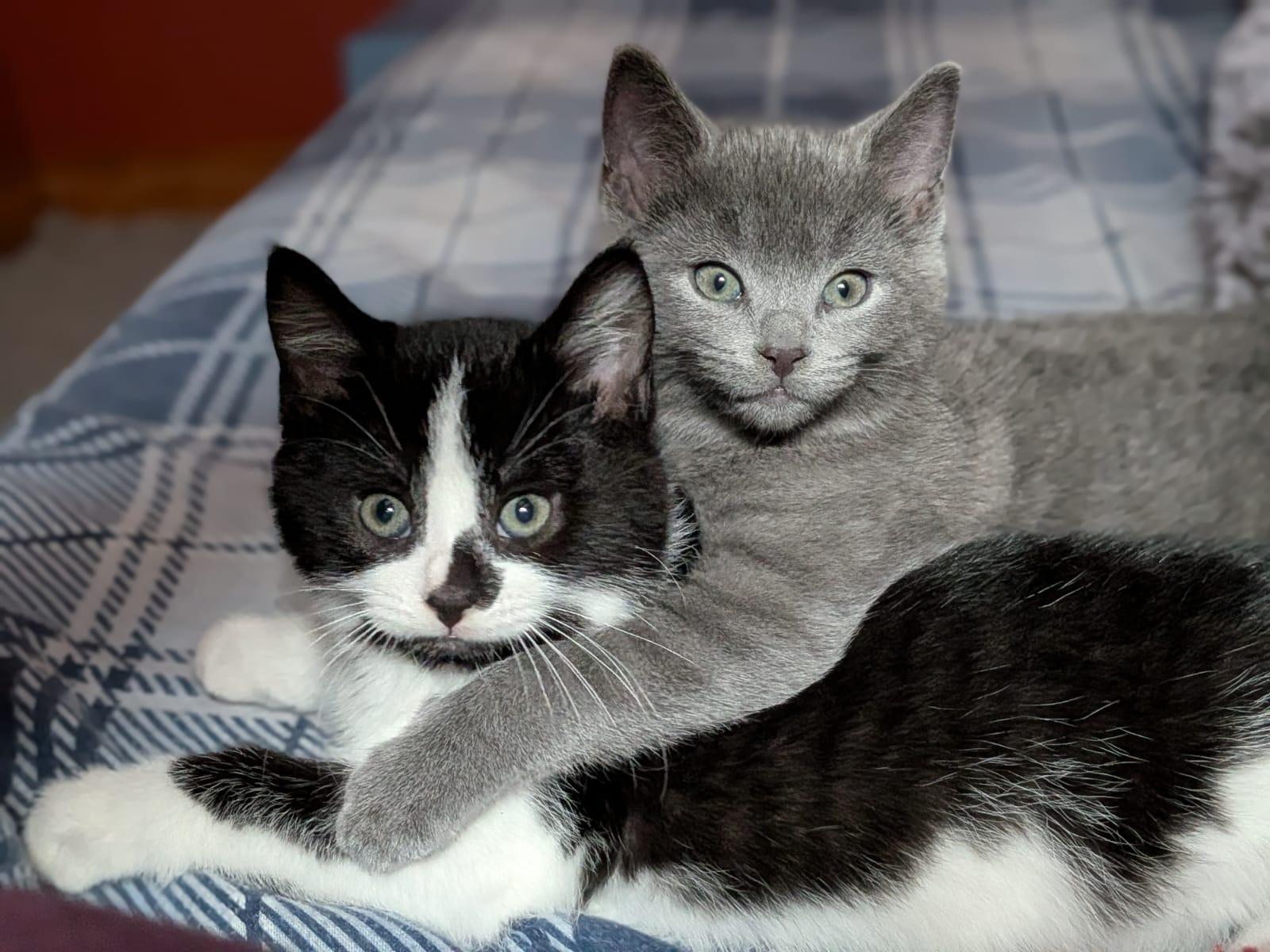 Enlarge Foggy, an adopted Domestic Short Hair in Cambridge, ON image 2/4