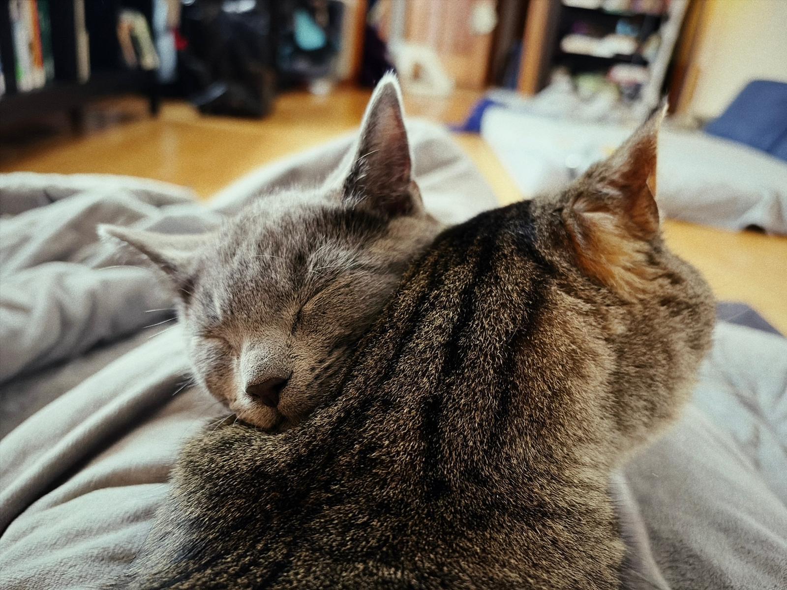 Enlarge Foggy, an adopted Domestic Short Hair in Cambridge, ON image 4/4