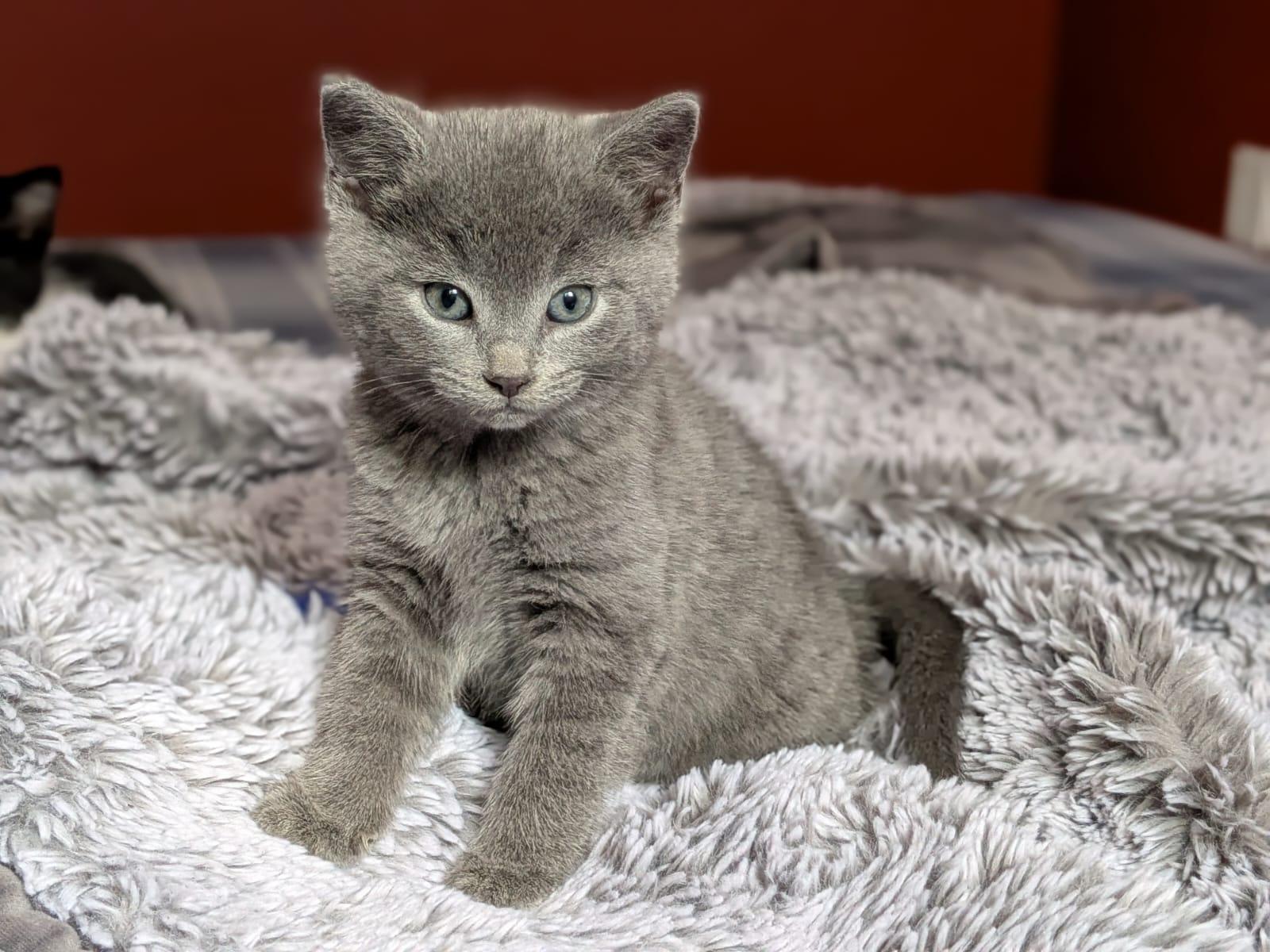 Enlarge Foggy, an adopted Domestic Short Hair in Cambridge, ON image 1/4