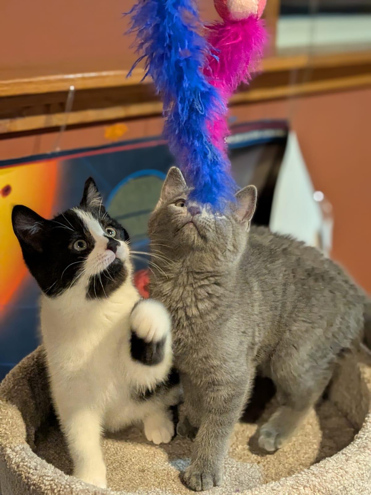 Enlarge Foggy, an adopted Domestic Short Hair in Cambridge, ON image 3/4