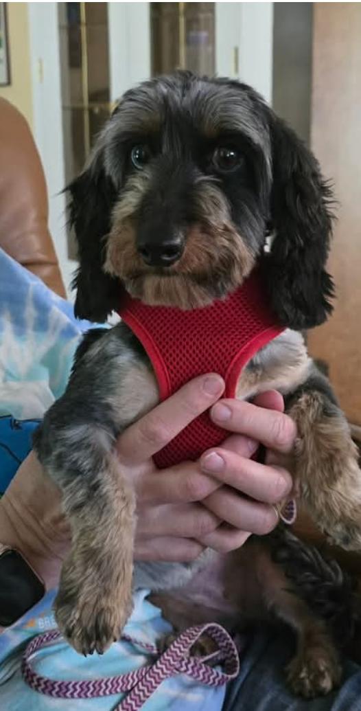 Lola, a Adopted Dachshund in Sioux Falls, SD image 1/3