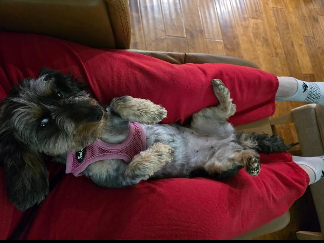 Lola, a Adopted Dachshund in Sioux Falls, SD image 2/3