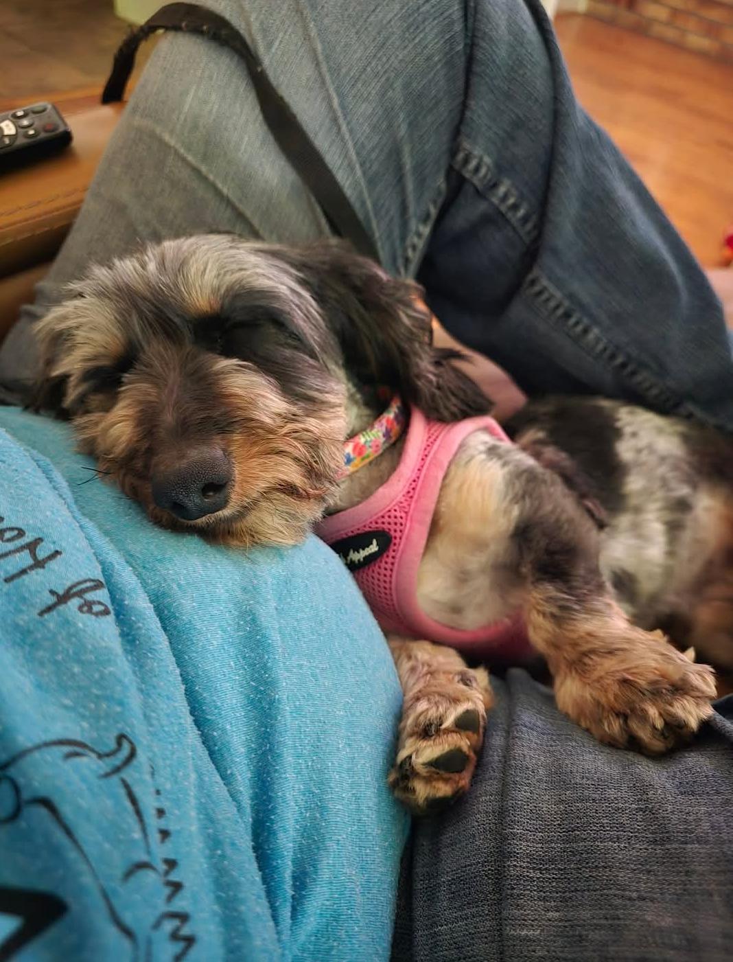 Lola, a Adopted Dachshund in Sioux Falls, SD image 3/3