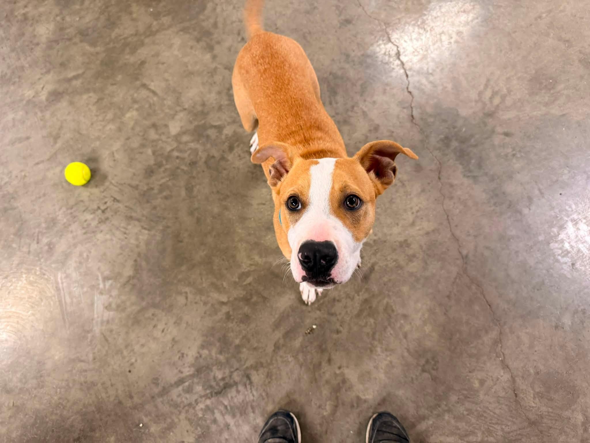 Enlarge Abe, an adopted Mixed Breed in Indianapolis, IN image 4/5