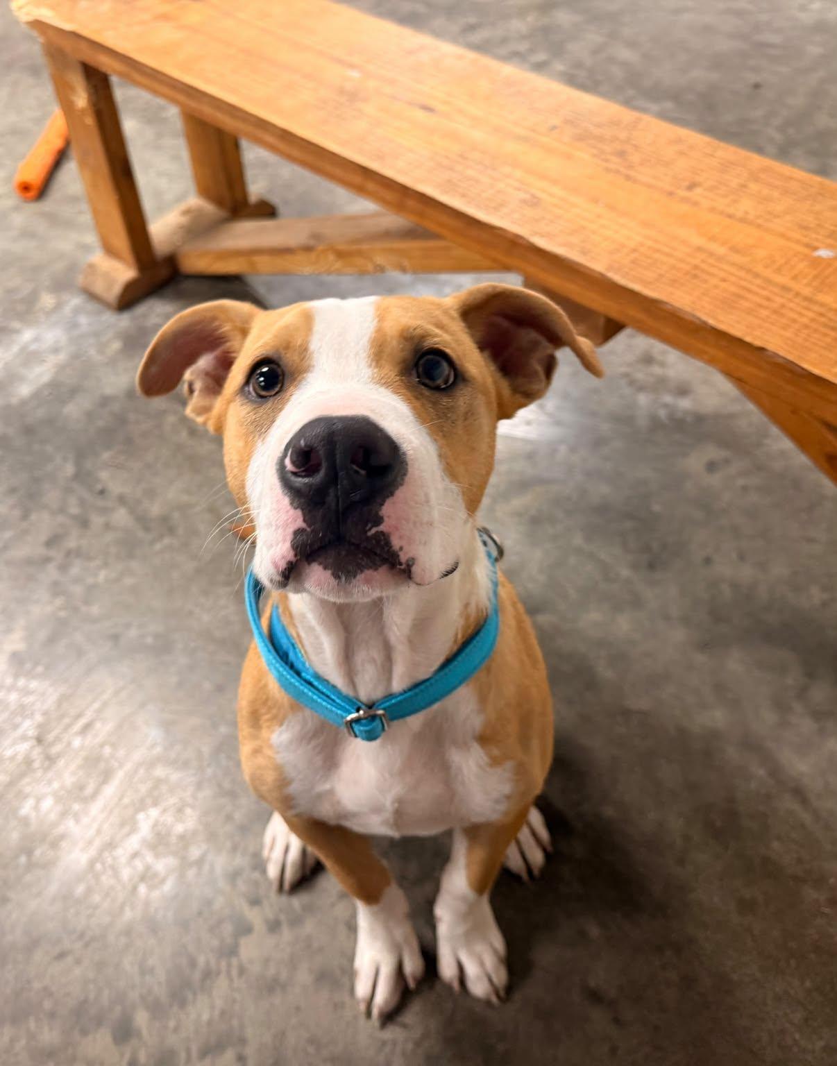 Abe, adopted, Puppy Male Mixed Breed.