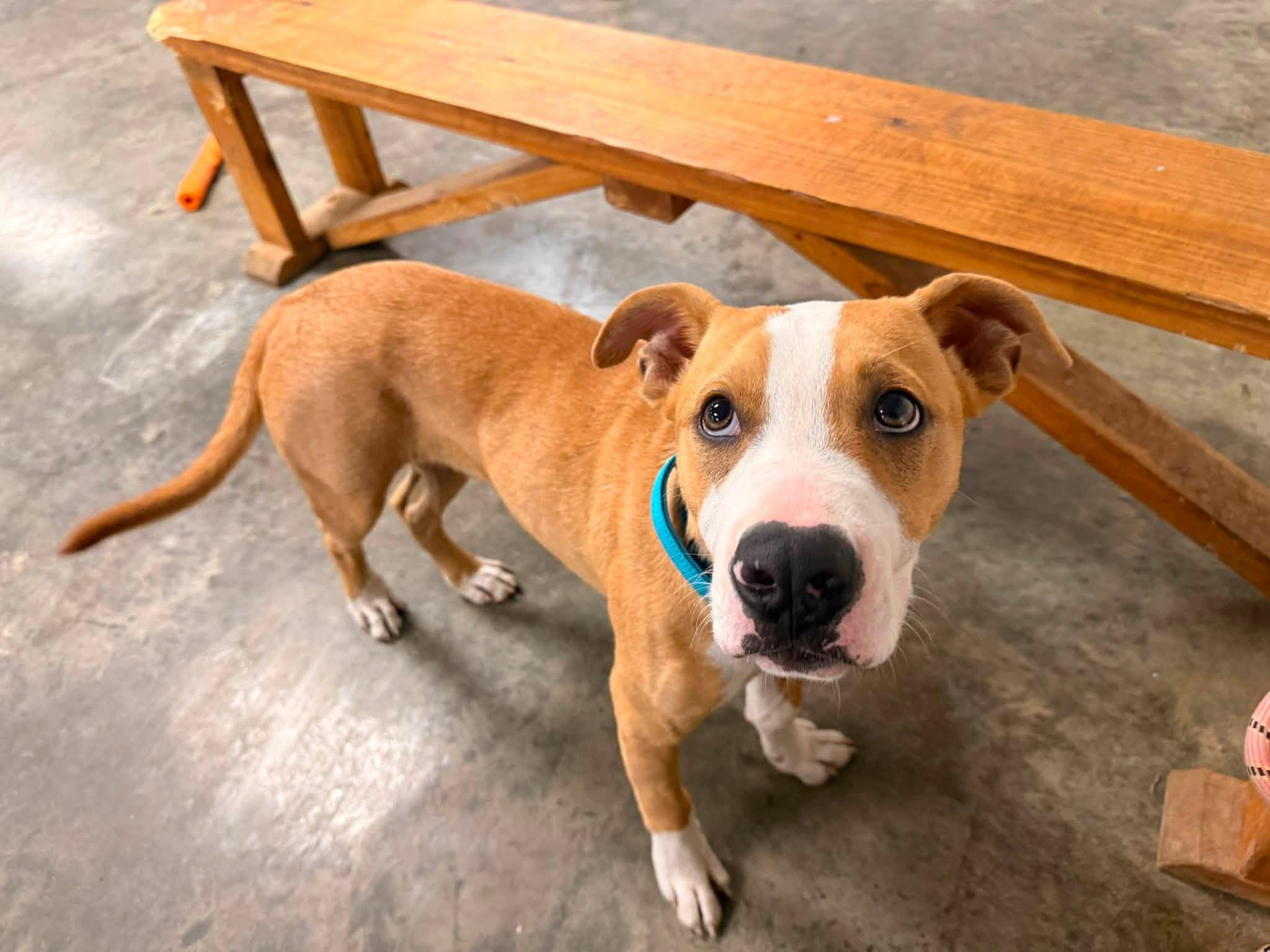 Enlarge Abe, an adopted Mixed Breed in Indianapolis, IN image 5/5