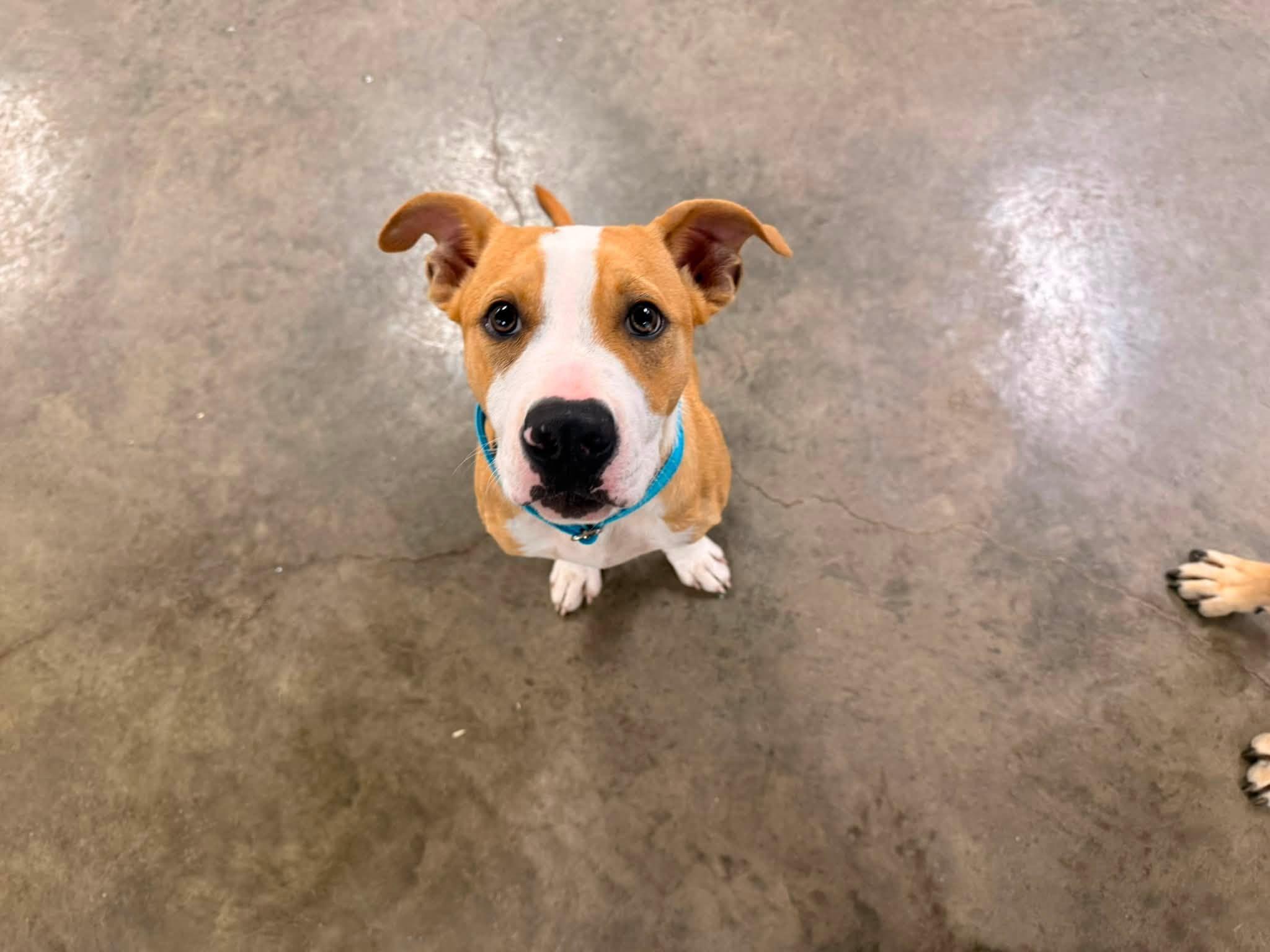 Enlarge Abe, an adopted Mixed Breed in Indianapolis, IN image 2/5