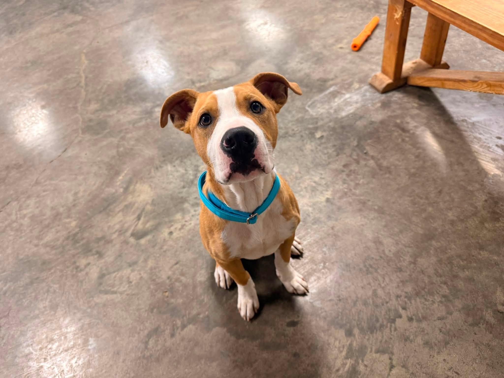 Enlarge Abe, an adopted Mixed Breed in Indianapolis, IN image 3/5