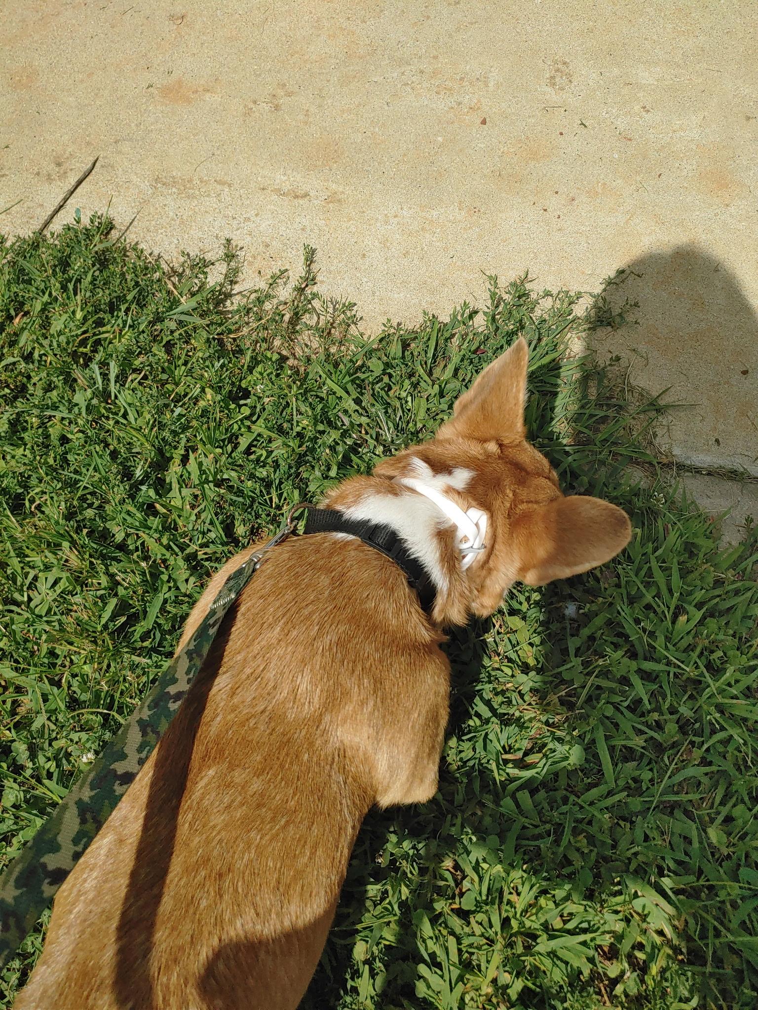 Enlarge Bella, an adopted Corgi in Alvaton, KY image 5/5
