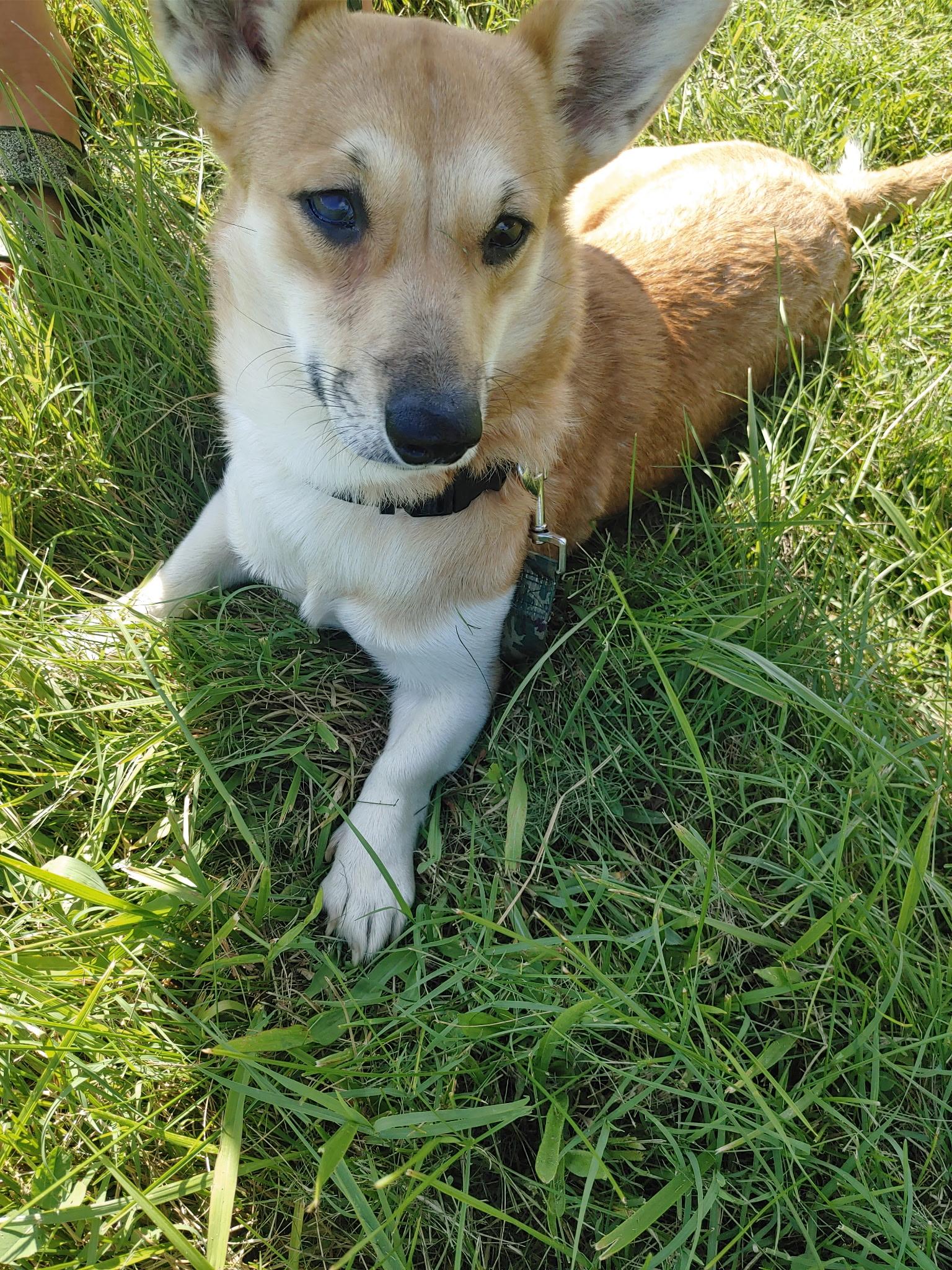 Enlarge Bella, an adopted Corgi in Alvaton, KY image 4/5