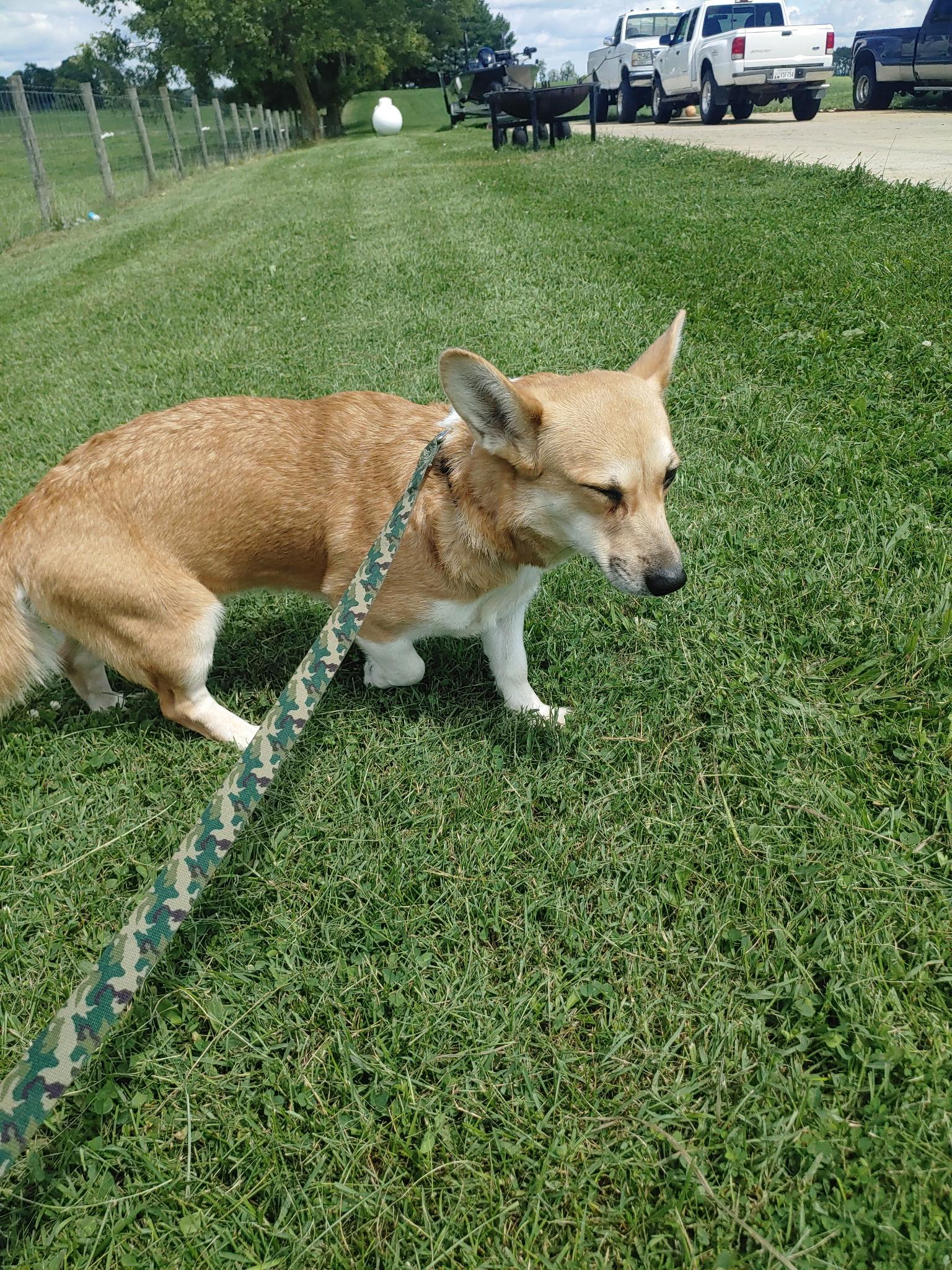 Enlarge Bella, an adopted Corgi in Alvaton, KY image 3/5