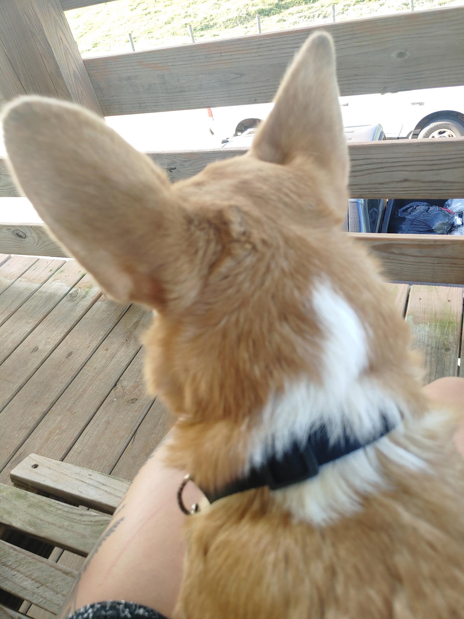Enlarge Bella, an adopted Corgi in Alvaton, KY image 2/5