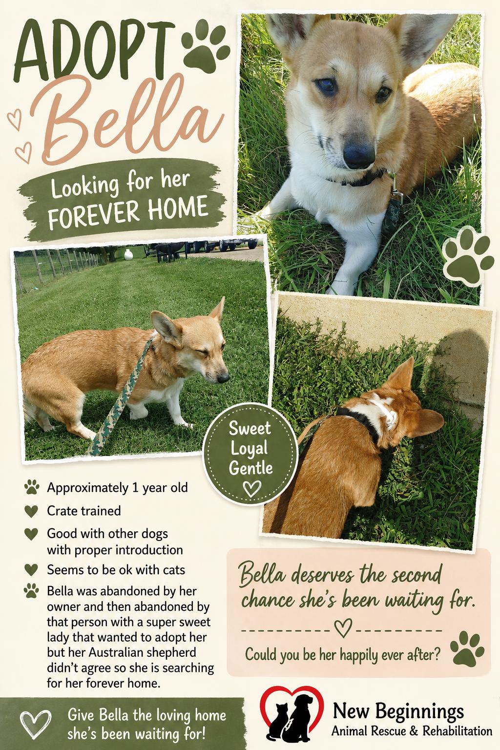 Bella, adopted, Young Female Corgi.