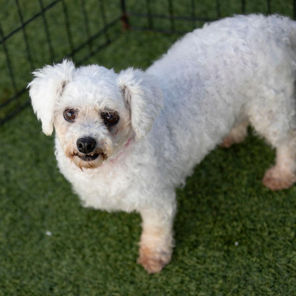 Amelia - No Fee - Hospice