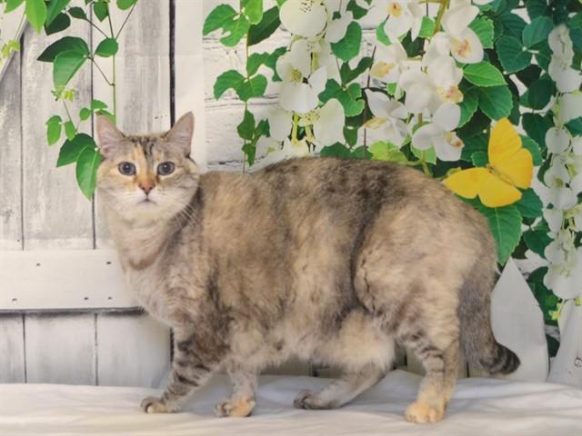 STAR, Adoptable, Adult Female Siamese & Domestic Short Hair.