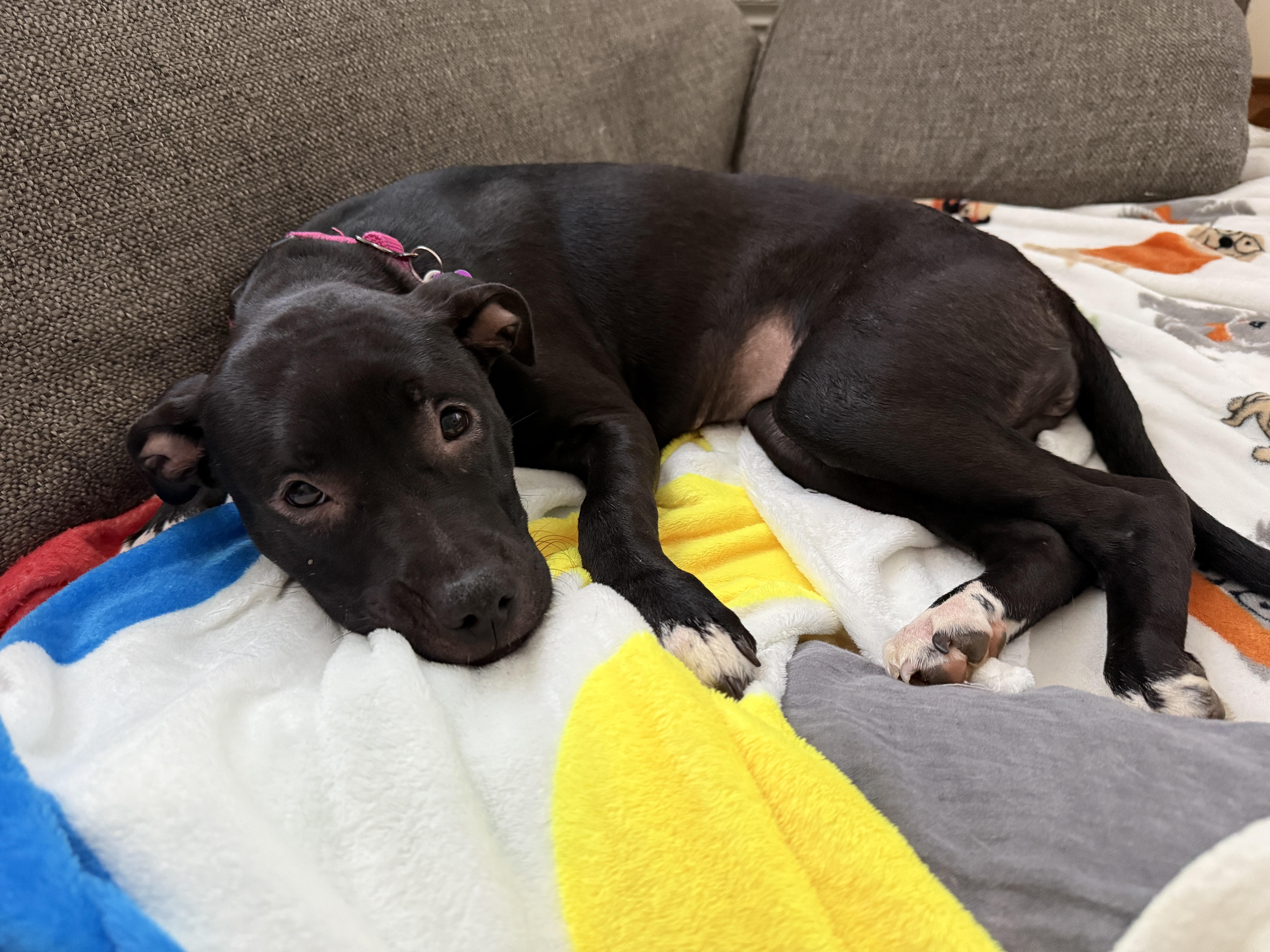 Sally, a Adoptable mixed breed in Cumming, GA image 2/6