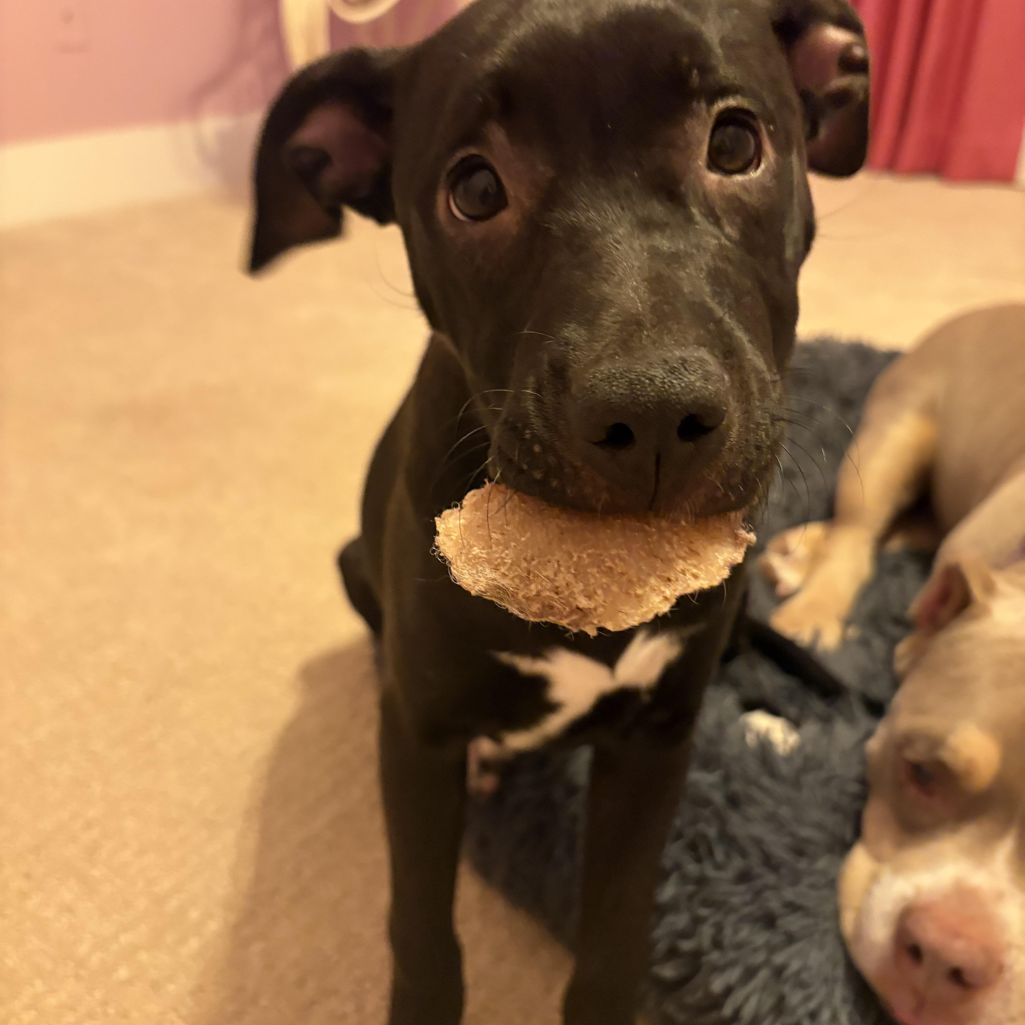 Sally, a Adoptable mixed breed in Cumming, GA image 3/6