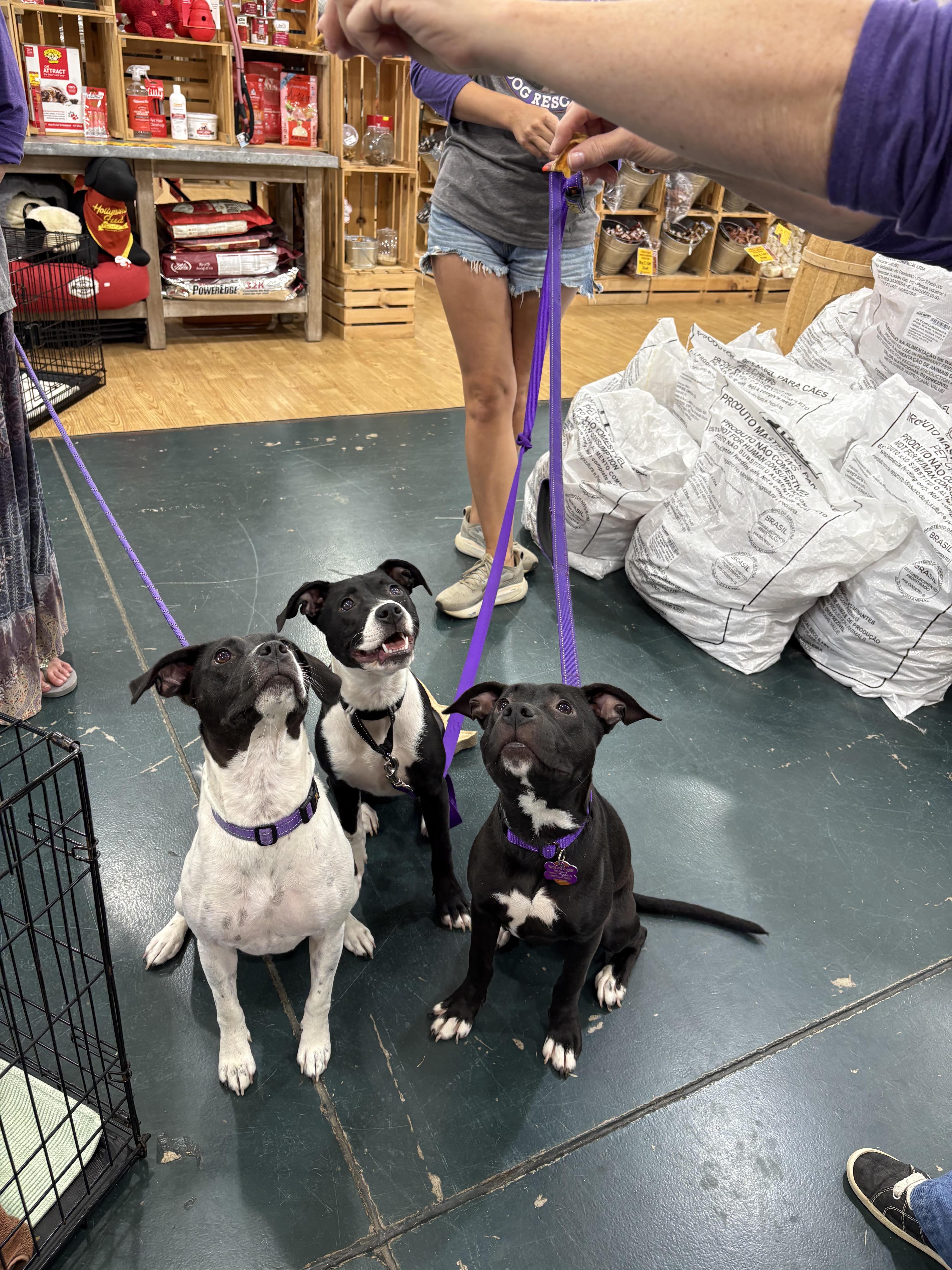 Enlarge Sally, a Adoptable mixed breed in Cumming, GA image 6/6