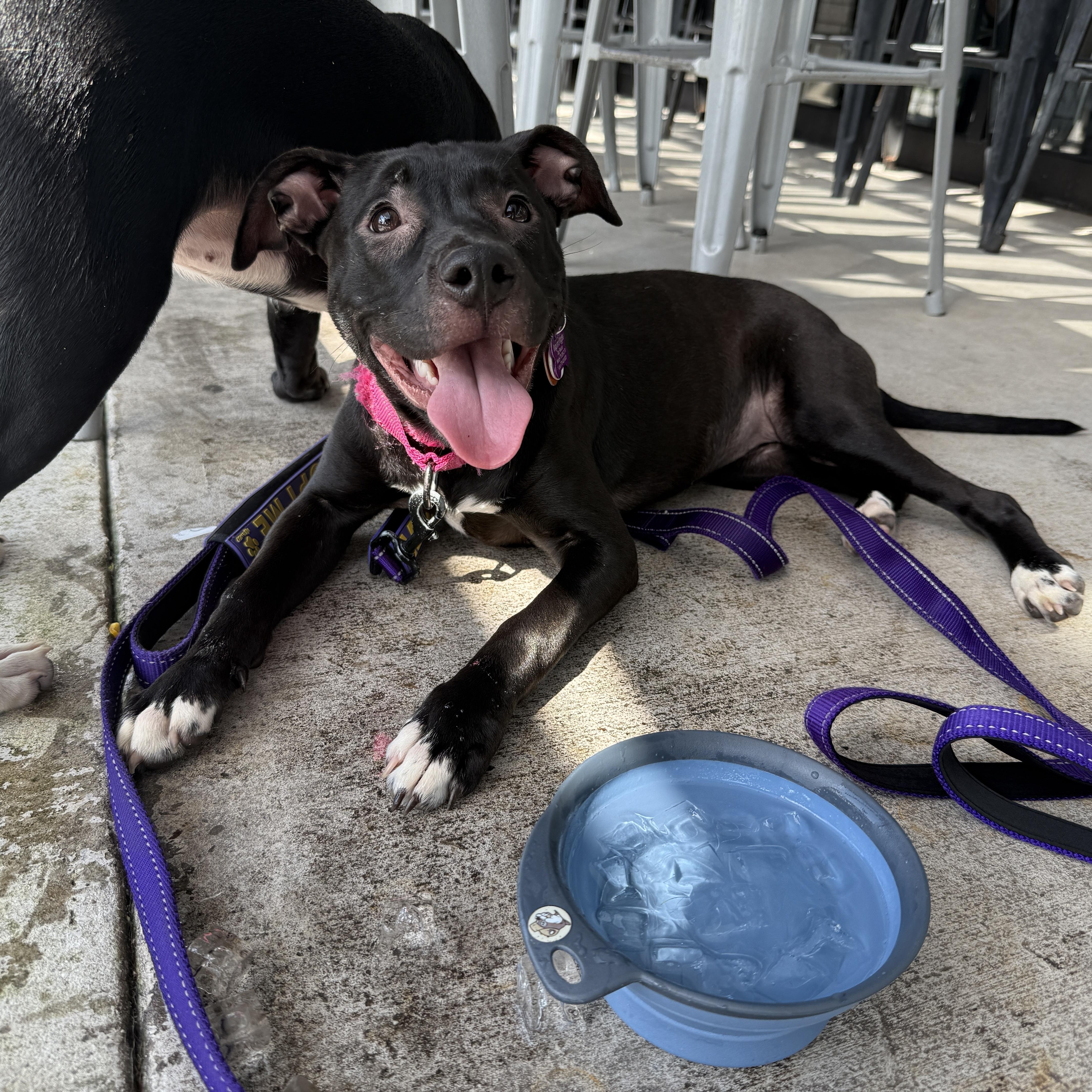 Sally, a Adoptable mixed breed in Cumming, GA image 5/6
