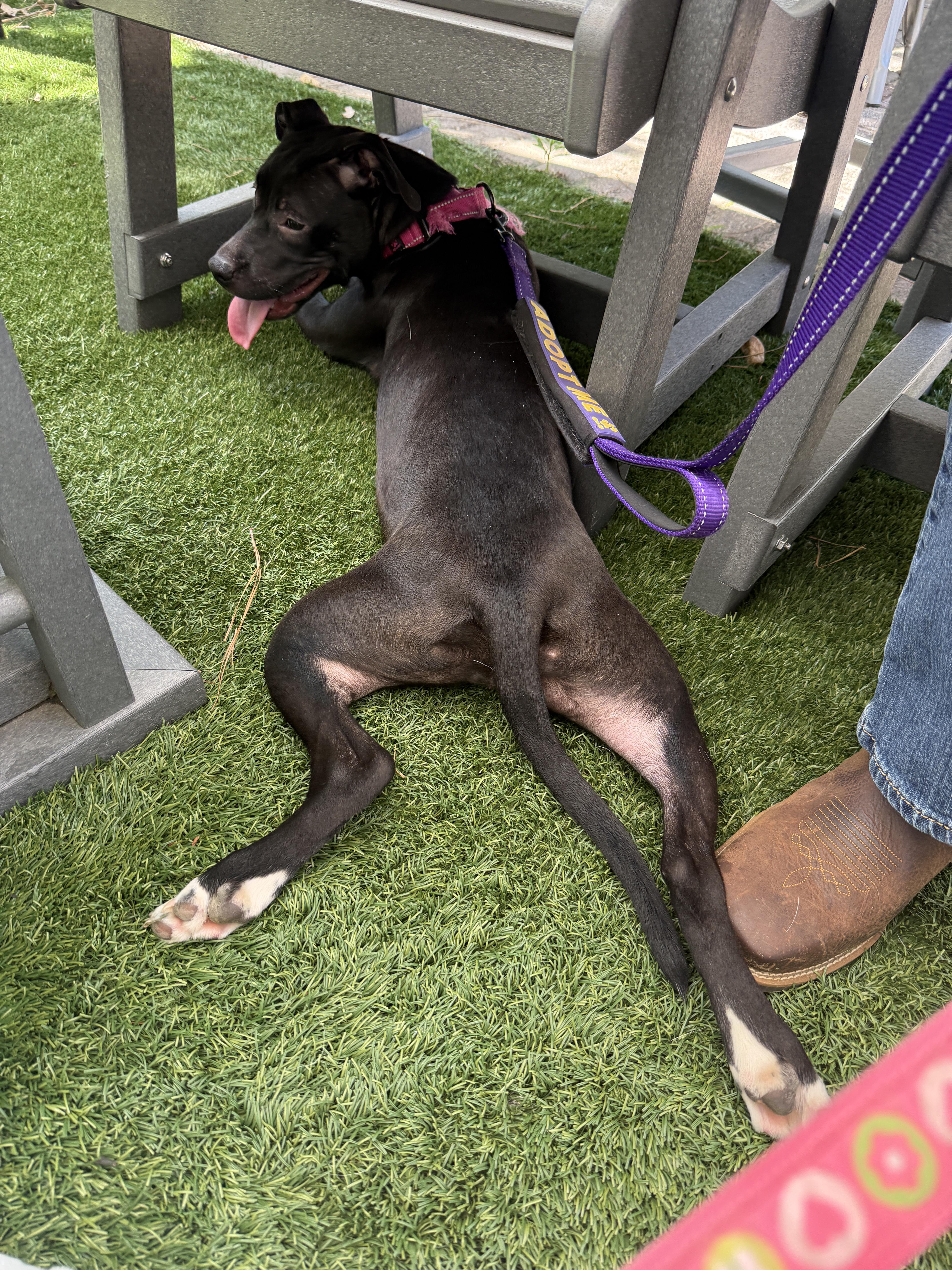 Sally, a Adoptable mixed breed in Cumming, GA image 6/6