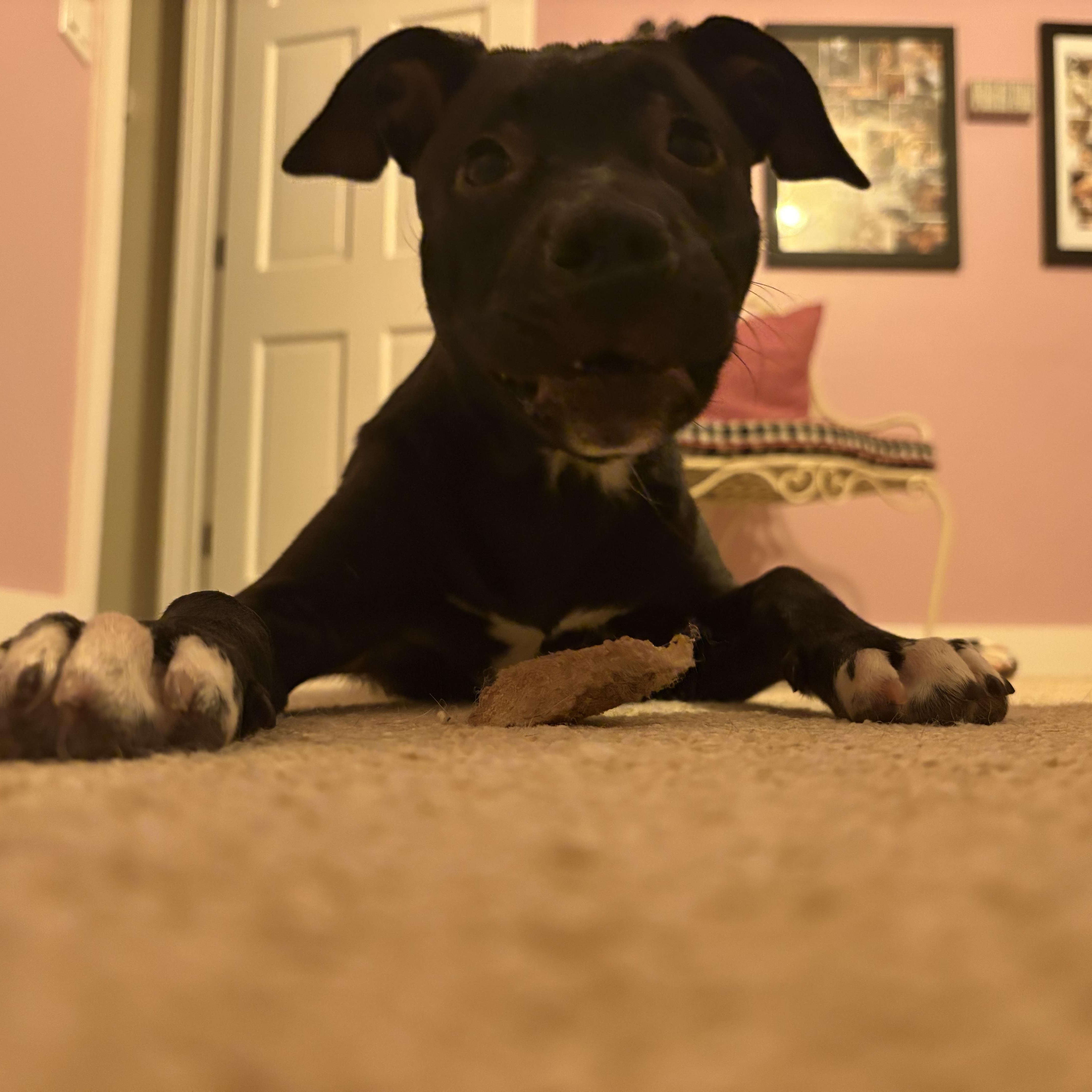 Sally, a Adoptable mixed breed in Cumming, GA image 6/6