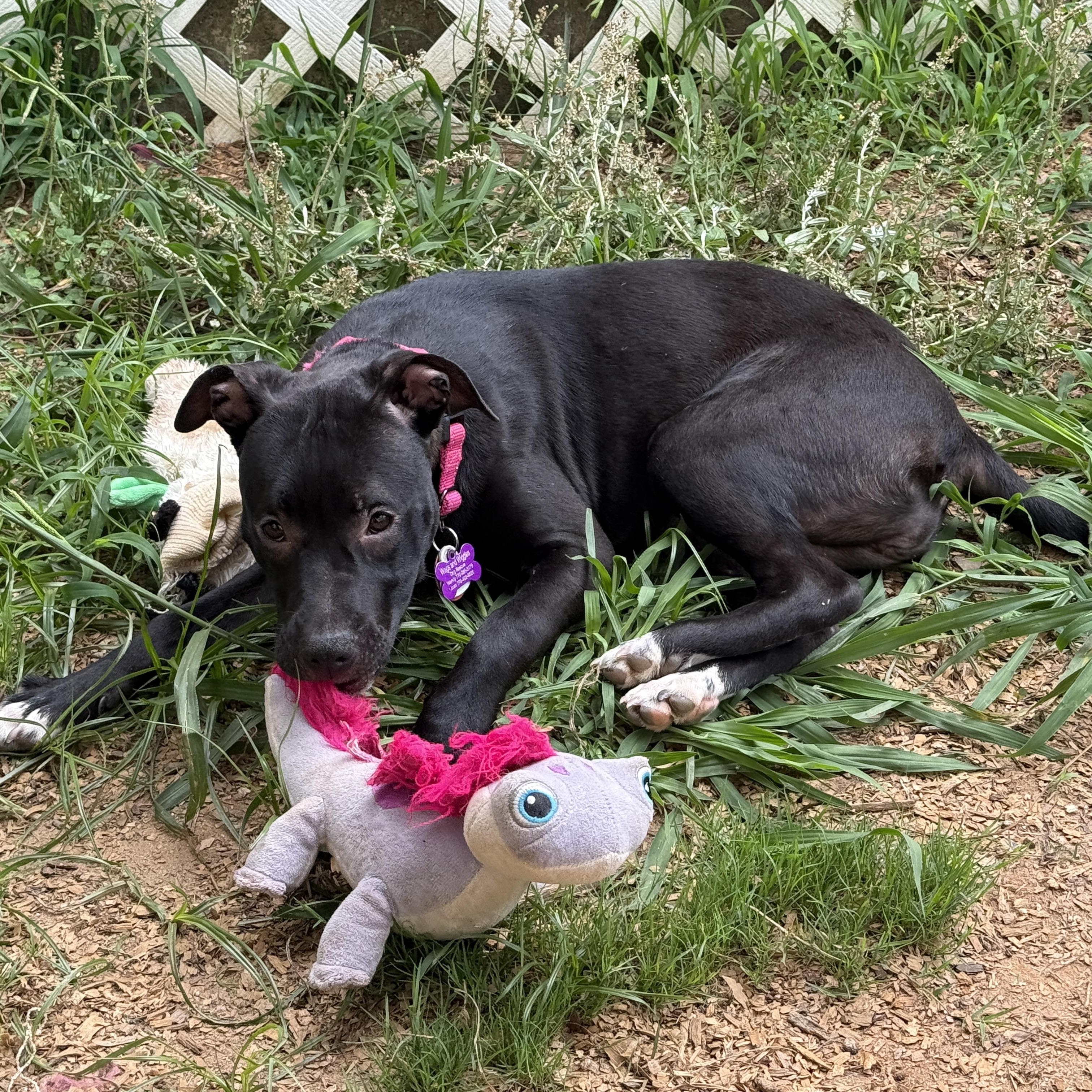 Sally, a Adoptable mixed breed in Cumming, GA image 4/6