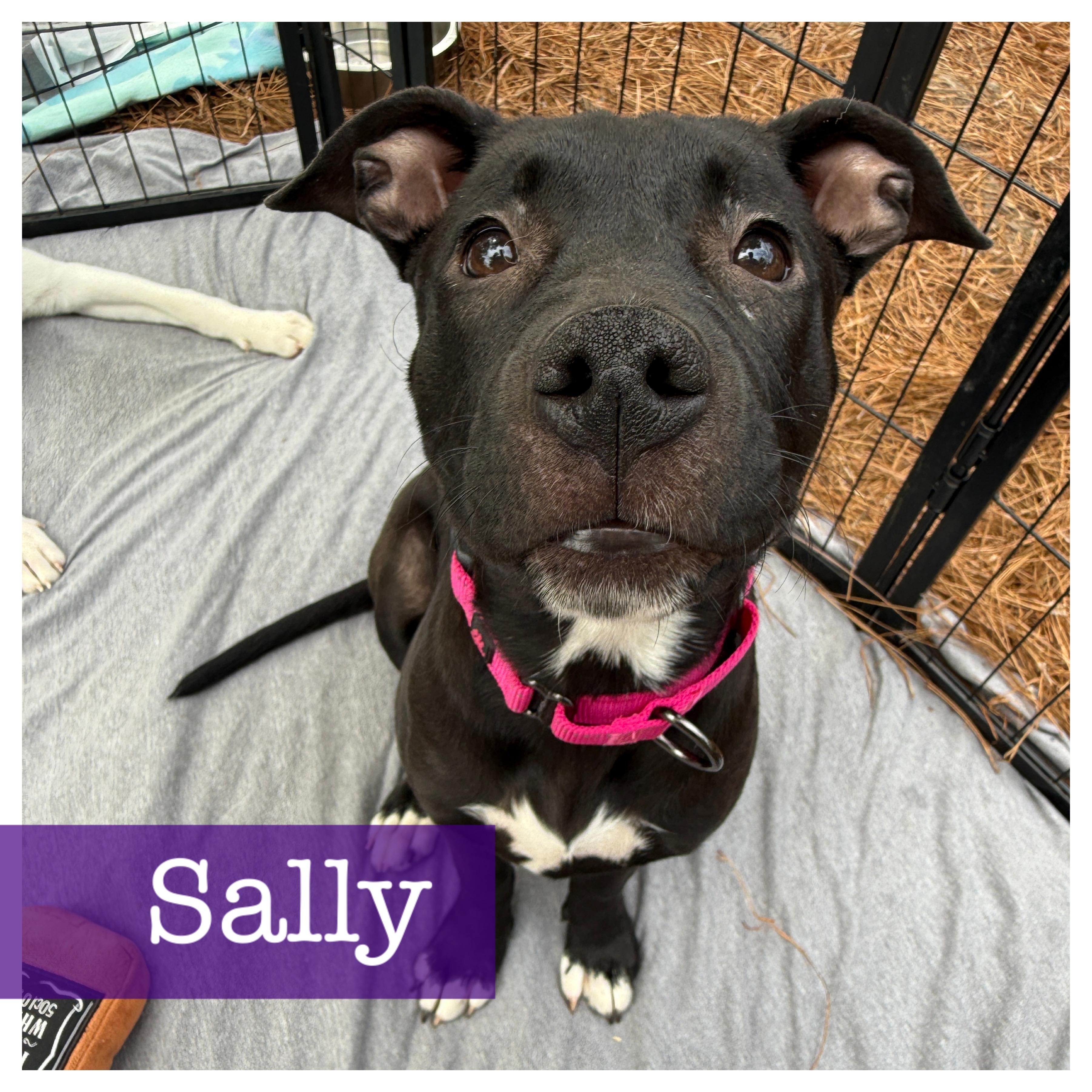 Sally, Adoptable, Puppy Female Black Labrador Retriever & American Staffordshire Terrier.
