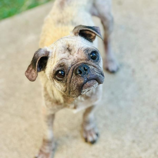 Ronin, Adoptable, Young Male Pug.