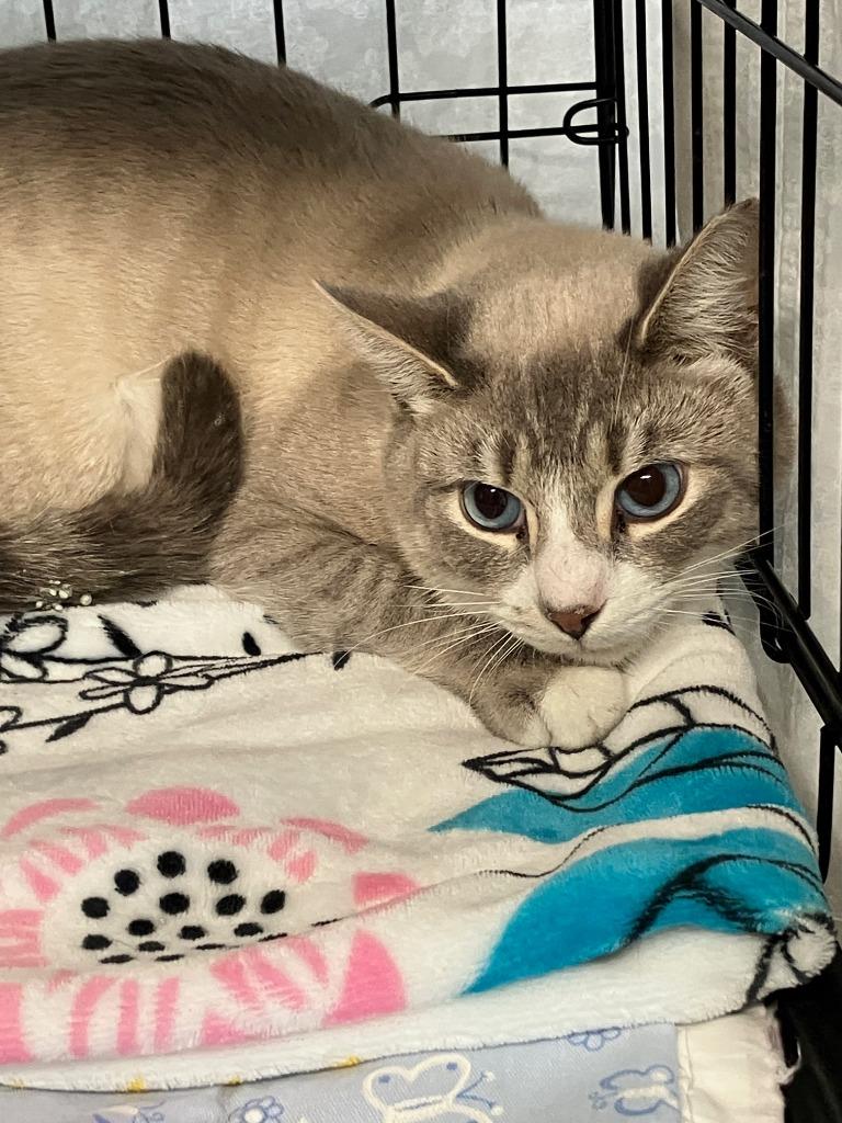 Enlarge Simi, a Adoptable Siamese in Lunenburg, MA image 1/2