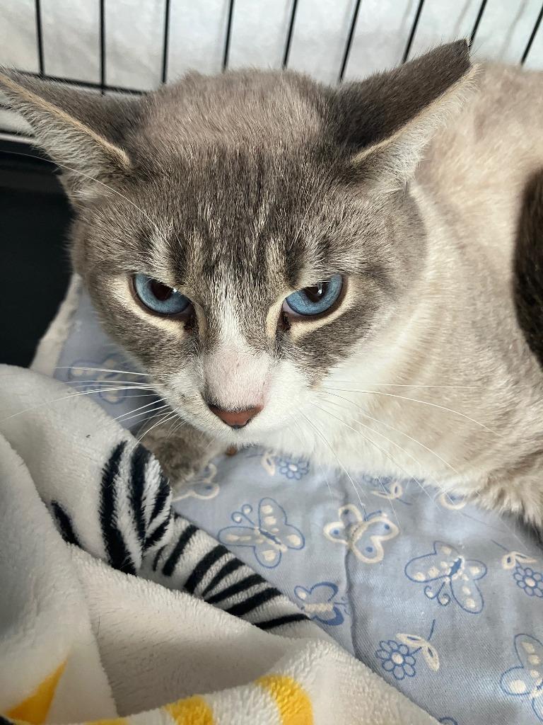 Enlarge Simi, a Adoptable Siamese in Lunenburg, MA image 2/2