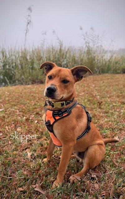 Enlarge C51-25, a ADOPTABLE mixed breed in Nassau Bay, TX image 3/3