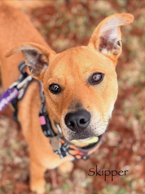 C51-25, ADOPTABLE, Young Male Black Mouth Cur.