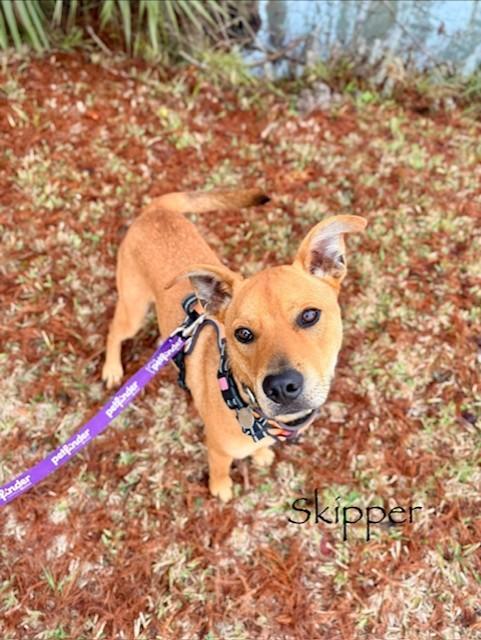 Enlarge C51-25, a ADOPTABLE mixed breed in Nassau Bay, TX image 2/3