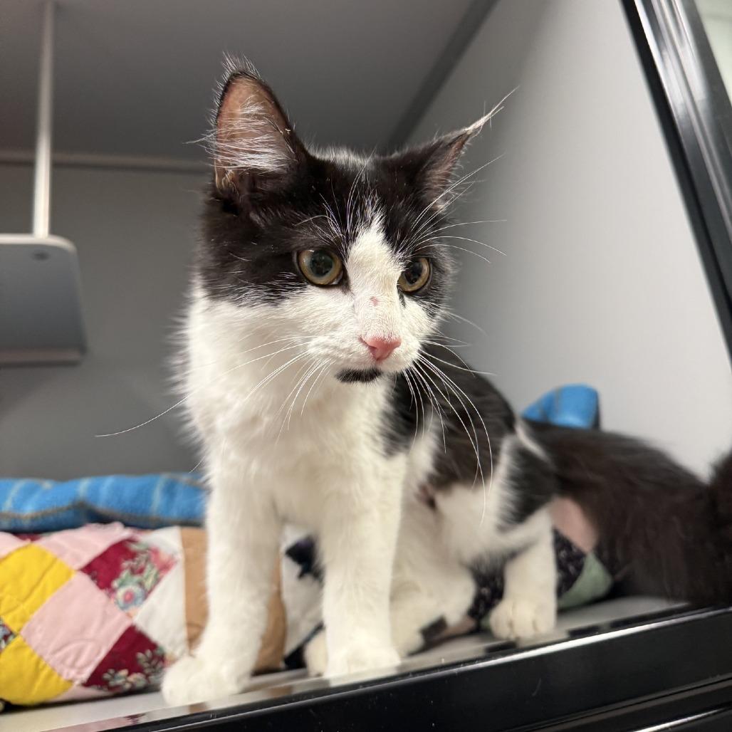 Essie, Adoptable, Kitten Female Domestic Short Hair.