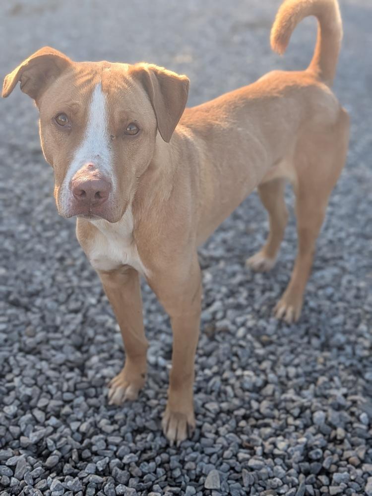 O'Shea, Adoptable, Adult Male Boxer & Labrador Retriever.