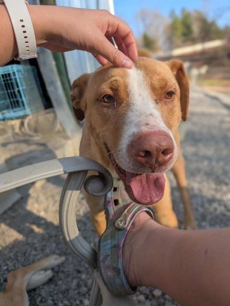 Enlarge O'Shea, a Adoptable mixed breed in Statesville, NC image 2/6