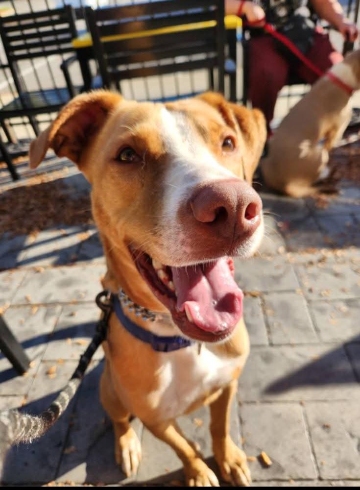 O'Shea, Adoptable, Adult Male Boxer & Labrador Retriever.