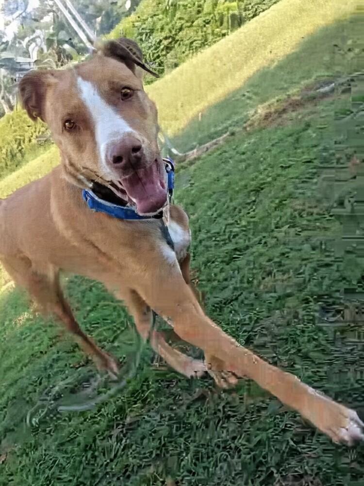 O'Shea, a Adoptable mixed breed in Statesville, NC image 2/4