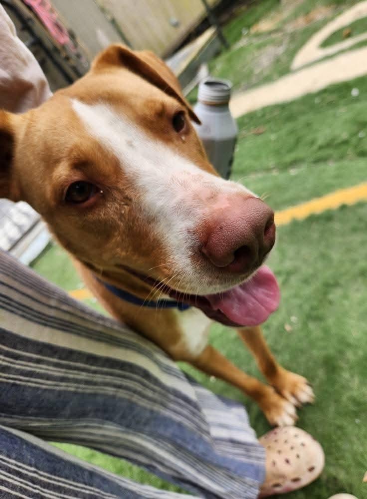 O'Shea, a Adoptable mixed breed in Statesville, NC image 3/4